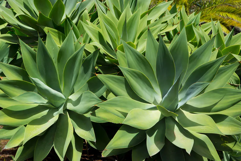 Santa Fe Landscape Pros - What Plants Do Well In New Mexico- Agave