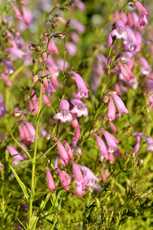 Santa Fe Landscape Pros - What Plants Do Well In New Mexico - Beardtongue