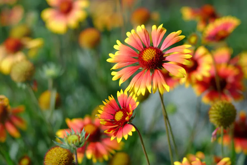 Santa Fe Landscape Pros - What Plants Do Well In New Mexico - Blanket Flower