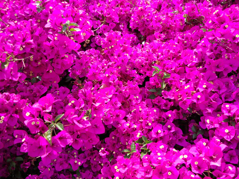 Santa Fe Landscape Pros - What Plants Do Well In New Mexico - Bougainvillea