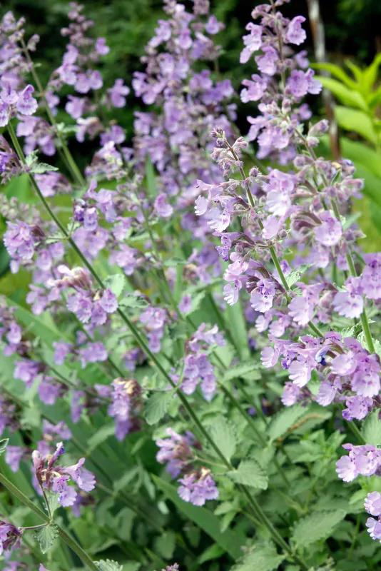 Santa Fe Landscape Pros - What Plants Do Well In New Mexico - Catmint