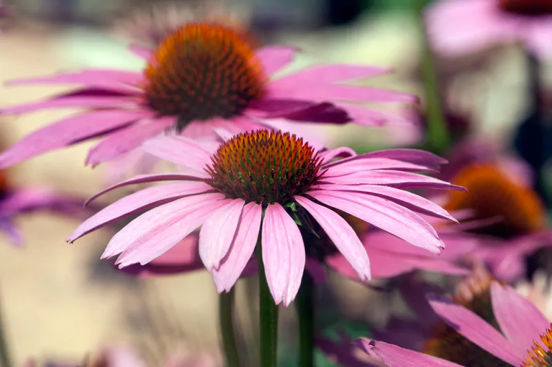 Santa Fe Landscape Pros - What Plants Do Well In New Mexico - Coneflower