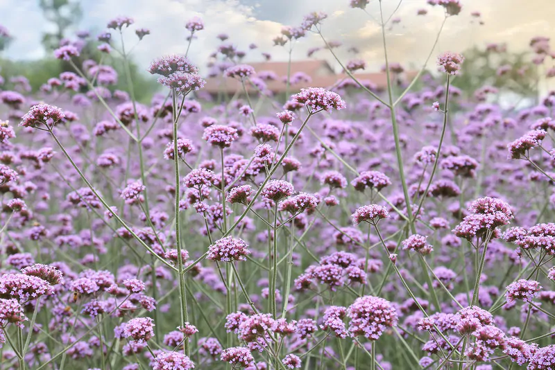 Santa Fe Landscape Pros - What Plants Do Well In New Mexico - Verbena