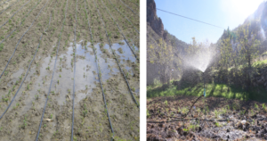 Spray-VS.-Drip-Irrigation-Systems
