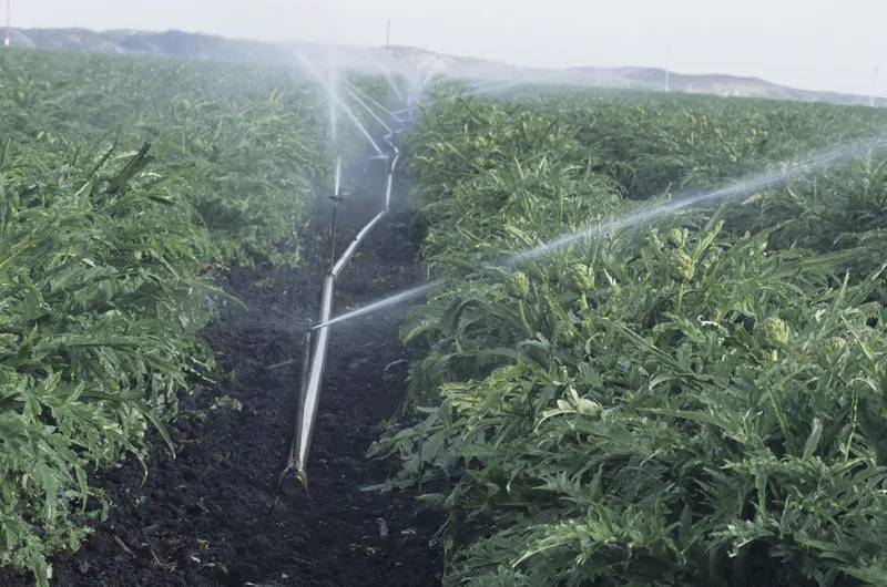 Spray irrigation