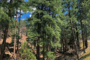 Ponderosa Pine - Santa Fe, NM