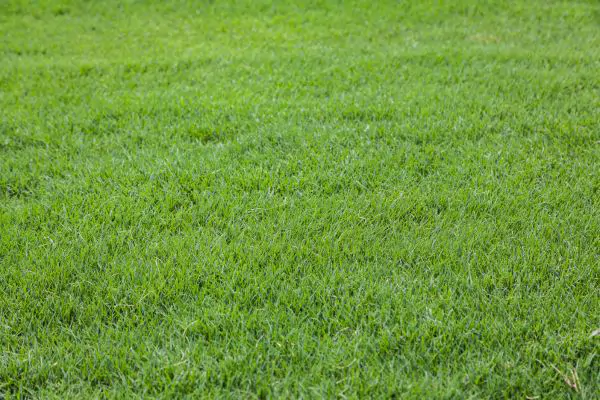 Bermuda Grass - Evergreen Landscape Pros