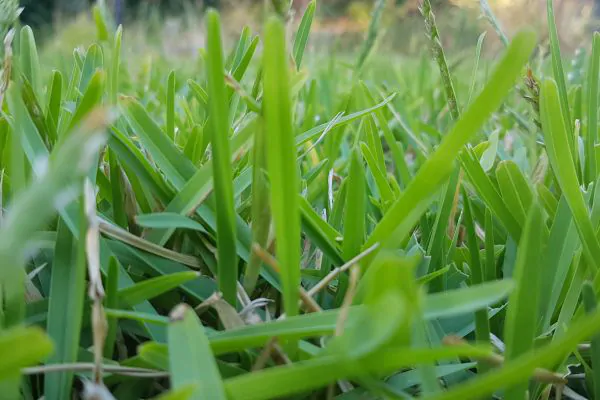 Buffalo Grass - Evergreen Landscape Pros