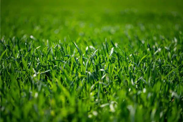 St. Augustine Grass - Evergreen Landscape Pros