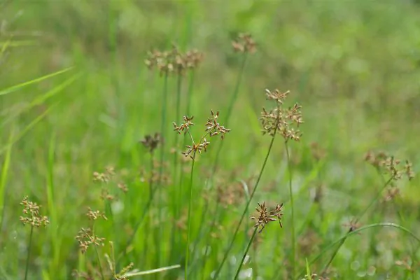 Zoysia Grass - Evergreen Landscape Pros