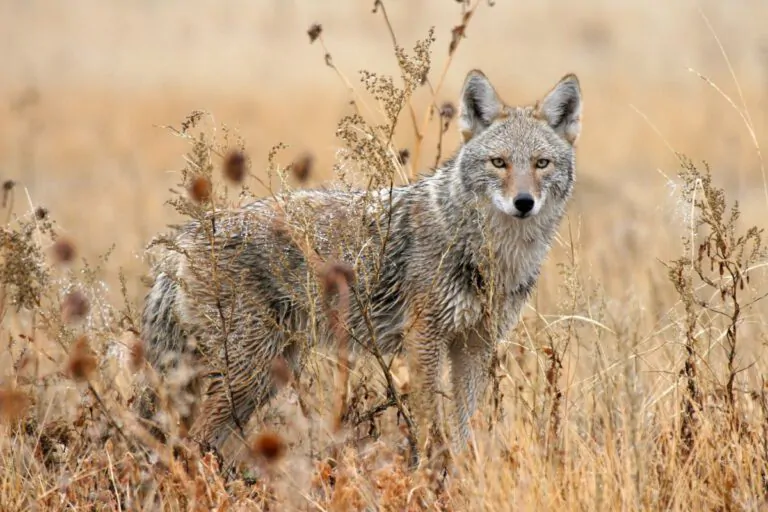 Coyote Wildlife in Galisteo NM, The History and What to See in Galisteo, NM