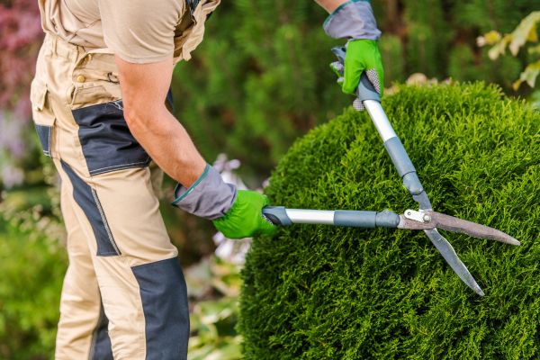 Pruning and Trimming, Landscape Maintenance and Restoration, EVERGREEN LANDSCAPE PROS
