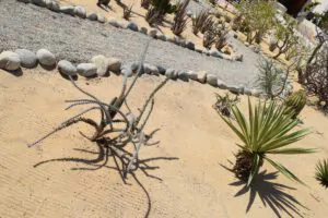 Top 7 Low Maintenance Desert Landscape Plants
