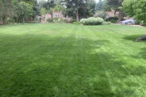 Professionally maintained lush green grass turf in Santa Fe, featuring a large, perfectly mowed lawn in front of a high-desert residential property.
